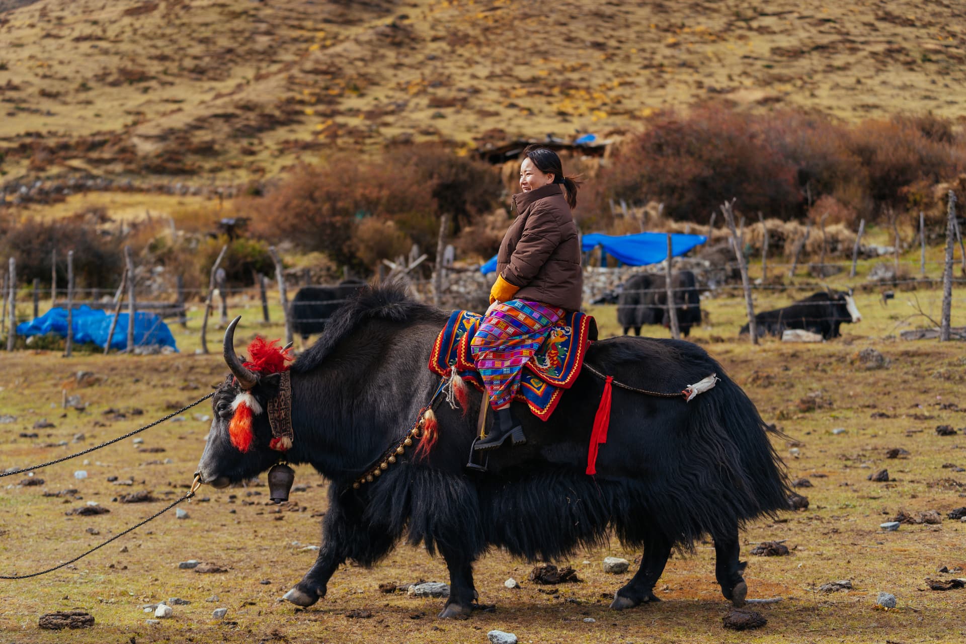 Royal Highland Festival (Laya)